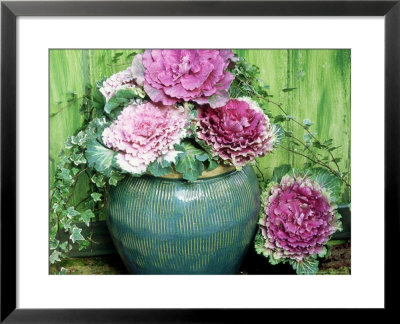 Winter Arrangement, Blue Glazed Pot, Ornamental Cabbage, Hedera Green Background, November by Lynne Brotchie Pricing Limited Edition Print image