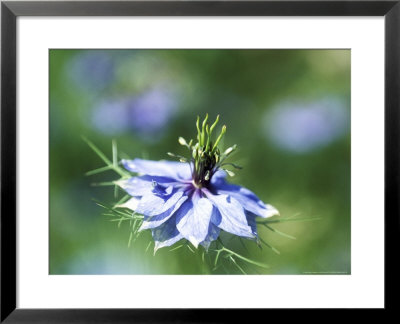 Nigella Damascena (Miss Jekyll), Close-Up Of Blue Flower by Ruth Brown Pricing Limited Edition Print image