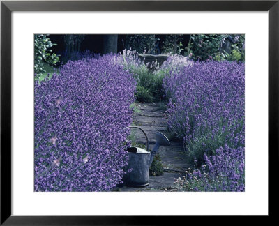 Lavender Hedge Edging A Path (Lavandula), Watering Can by Linda Burgess Pricing Limited Edition Print image