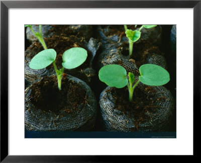 Pelargonium Seedlings In Peat Pellets, February by Chris Burrows Pricing Limited Edition Print image