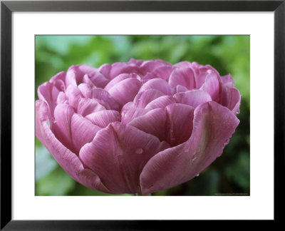 Tulipa Lilac Perfection, Double Late by Chris Burrows Pricing Limited Edition Print image