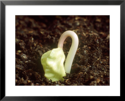 Seed Germination Of Ipomea (Morning Glory) by Rex Butcher Pricing Limited Edition Print image