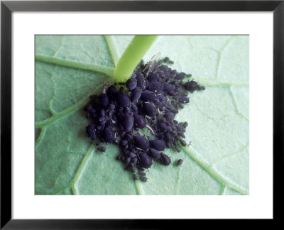 Aphids Blackfly On Underside Of Leaf by Rex Butcher Pricing Limited Edition Print image