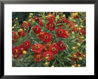 Helenium Autumnale Bruno by Brian Carter Pricing Limited Edition Print image