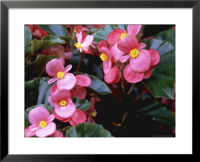 Begonia Semperflorens Pink Avalanche by Bob Challinor Pricing Limited Edition Print image