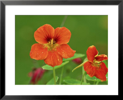 Tropaeolum Majus Jewel Series, Orange Flowers, October by David Dixon Pricing Limited Edition Print image