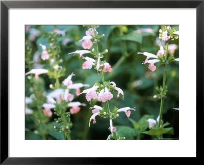 Salvia Coccinea Coral Nymph Close-Up by Carole Drake Pricing Limited Edition Print image