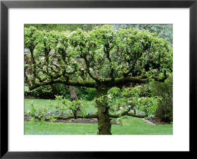 Espaliered Apple Tree by Carole Drake Pricing Limited Edition Print image