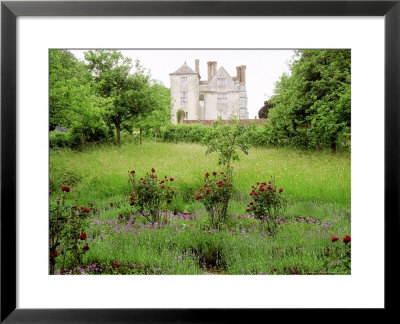 Rosa Nuits De Young, Viola Cornuta & Lavender, Cranborne Manor (East Side) by Carole Drake Pricing Limited Edition Print image