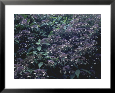 Hydrangea Aspera by Ron Evans Pricing Limited Edition Print image