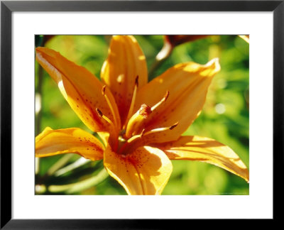 Lilium Fire King Close-Up Of Orange Flower Sweden by Bjorn Forsberg Pricing Limited Edition Print image