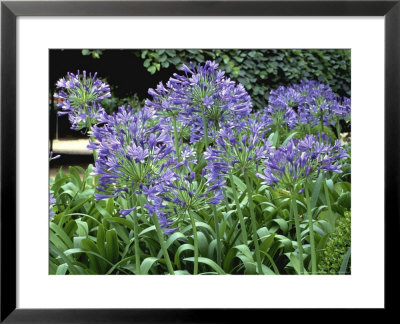 Agapanthus Africanus (African Lily) by Christopher Gallager Pricing Limited Edition Print image