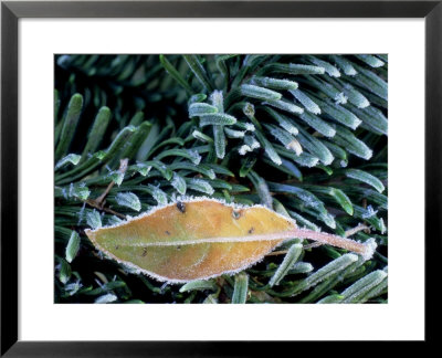 Close-Up Of Frosted Leaf Resting On Pine Branch, December by James Guilliam Pricing Limited Edition Print image