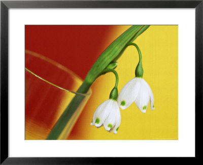 Leucojum Vernum Spring Snowflake In Glass Vase With Red & Yellow Background by James Guilliam Pricing Limited Edition Print image