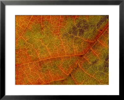 Grape Vine Leaf (Extreme Close-Up Of Vein & Leaf Detail) by James Guilliam Pricing Limited Edition Print image