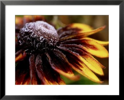 Rudbeckia Hirta (Black Eyed Susan) Sonara (Close-Up Of Frosted Bloom) October by James Guilliam Pricing Limited Edition Print image