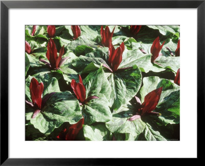 Trillium Sessile, In (Wisley) by Sunniva Harte Pricing Limited Edition Print image