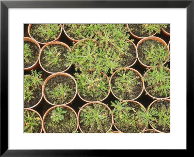 Chamomile Plants In Pots For Use In Chamomile Lawn February by Michael Howes Pricing Limited Edition Print image