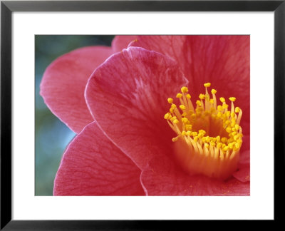 Camellia Japonica, Close-Up Of Red Flower With Stamens by Hemant Jariwala Pricing Limited Edition Print image