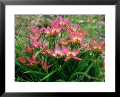 Tulipa Humilis by Lynn Keddie Pricing Limited Edition Print image