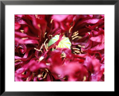 Papaver Orientale (Oriental Poppy) Extreme Dark Red Double Flower Centre by Lynn Keddie Pricing Limited Edition Print image