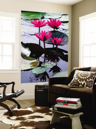 Pink Waterlilies by Lawrie Williams Pricing Limited Edition Print image