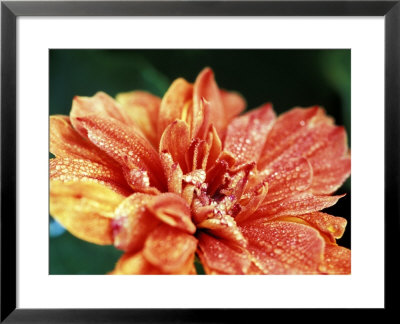 Nasturtium Hermione Grashof by Lynn Keddie Pricing Limited Edition Print image