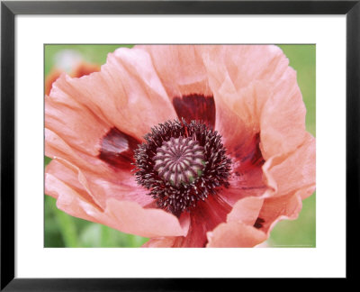 Papaver Fiesta, Salmon Coloured Flower With Anthers by Lynn Keddie Pricing Limited Edition Print image