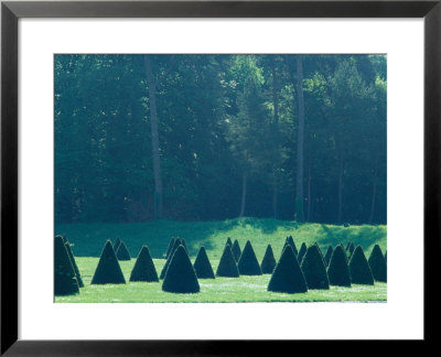 Misty Garden With Topiary Cone Fontainebleau, France by Martine Mouchy Pricing Limited Edition Print image