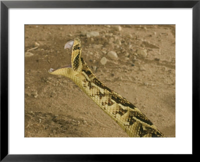 Puff Adder, Striking, Uk by Tony Allen Pricing Limited Edition Print image