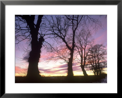 Wych Elm At Sunset Angus, Scotland by Niall Benvie Pricing Limited Edition Print image