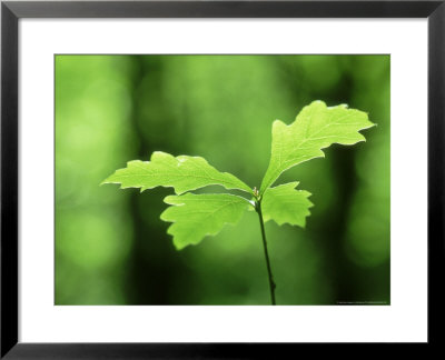 Pedunculate Oak, Seedling, Scotland by Niall Benvie Pricing Limited Edition Print image
