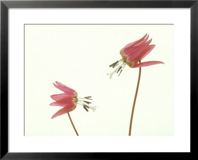Glacier Lily Or Dog-Tooth Violet, Flowers by Niall Benvie Pricing Limited Edition Print image