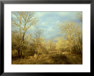 Woodland Savanna, Sabi-Sand by Rafi Ben-Shahar Pricing Limited Edition Print image
