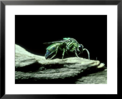 Cuckoo Wasp, S.Africa by Rafi Ben-Shahar Pricing Limited Edition Print image