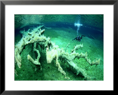 Logs In Freshwater Lake With Algae And Diver, New Zealand by Tobias Bernhard Pricing Limited Edition Print image