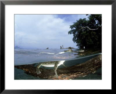 Saltwater Crocodile, Papua New Guinea by Tobias Bernhard Pricing Limited Edition Print image