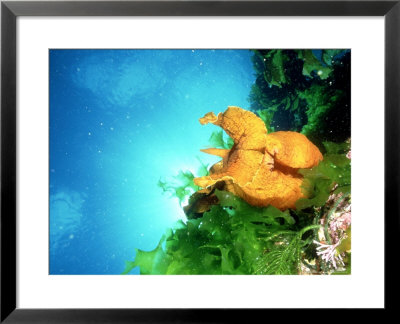 Sea Hare In Ulva Stenophylla, New Zealand by Tobias Bernhard Pricing Limited Edition Print image
