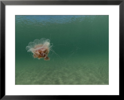 Jellyfish, New Zealand by Tobias Bernhard Pricing Limited Edition Print image