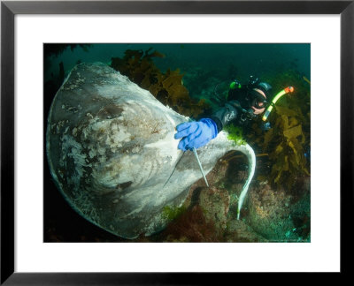 Diver With Dead Stingray, Poor Knights Islands, New Zealand by Tobias Bernhard Pricing Limited Edition Print image