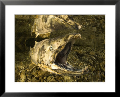 Dead Quinnat Salmon (Oncorhynchus Tshawytscha) In Mountain Stream, New Zealand by Tobias Bernhard Pricing Limited Edition Print image