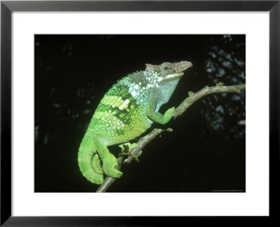 Fischers Chameleon, Male, Tanzania by Andrew Bee Pricing Limited Edition Print image