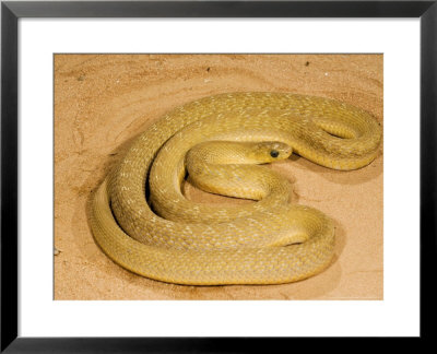 Common Egg-Eater, Adult, Burkina Faso by Emanuele Biggi Pricing Limited Edition Print image