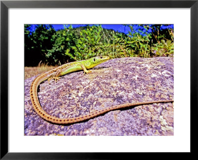 Italian Green Lizard, Adult Female Sun-Basking On A Rock, Alessandria, Italy by Emanuele Biggi Pricing Limited Edition Print image