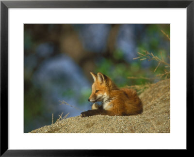 Red Fox, Cub Lying, Colorado by David Boag Pricing Limited Edition Print image