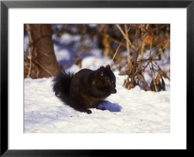 Eastern Grey Squirrel, Black Phase, Usa by David Boag Pricing Limited Edition Print image