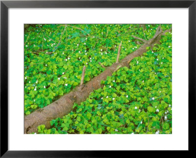 Wood Sorrel, Woodland Floor, Spring by David Boag Pricing Limited Edition Print image