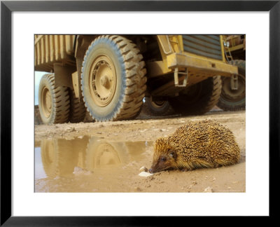 Hedgehog, Drinking From Puddle by David Boag Pricing Limited Edition Print image