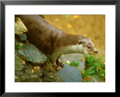 Otter, Adult by David Boag Pricing Limited Edition Print image