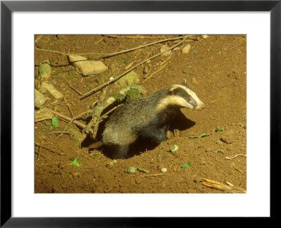 Badger, Leaving Sett by David Boag Pricing Limited Edition Print image